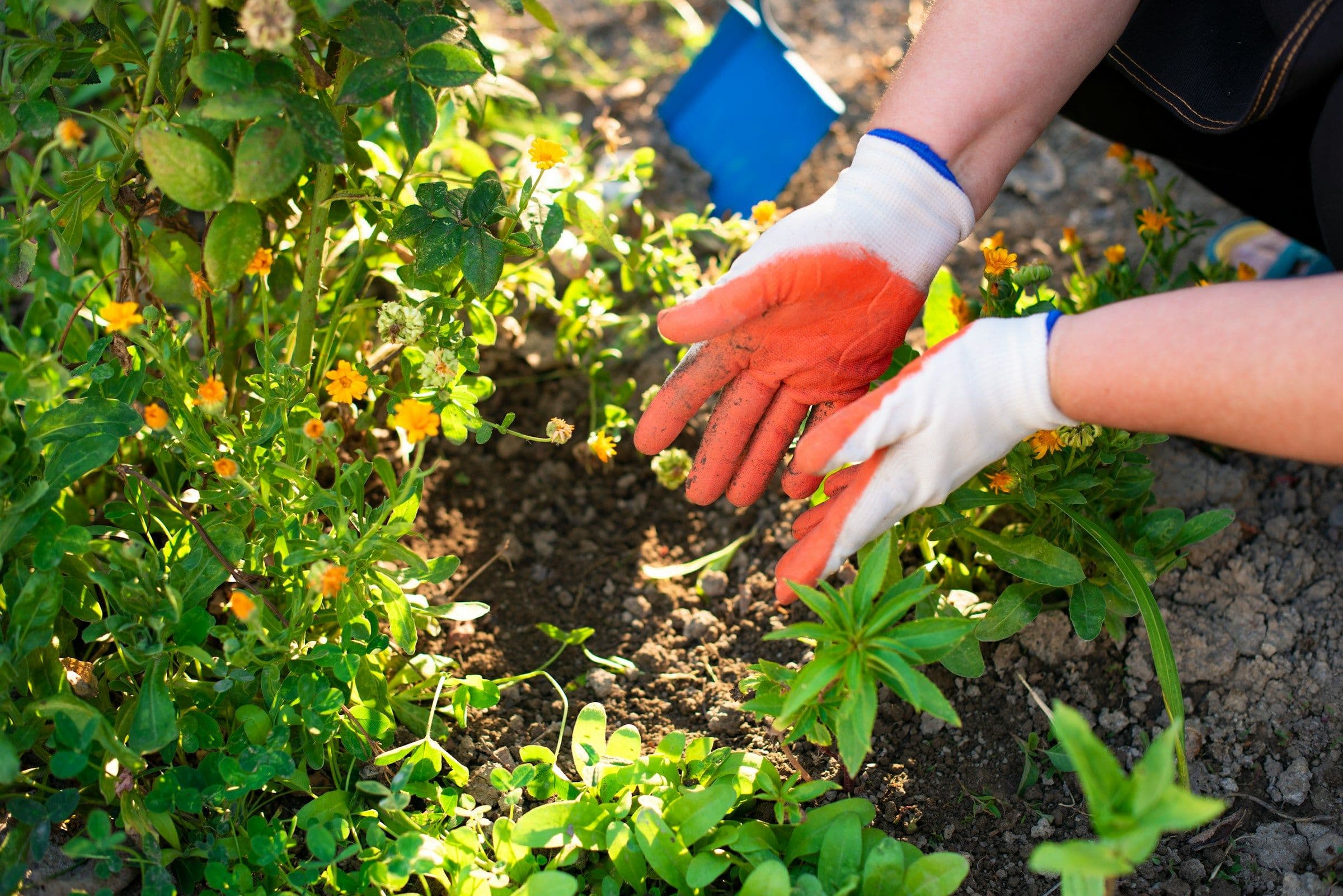 Des mains gantées plantent des fleurs orangées dans un massif, en plein soleil.